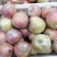 菏泽苹果红富士苹果自家果园生态种植口感脆甜