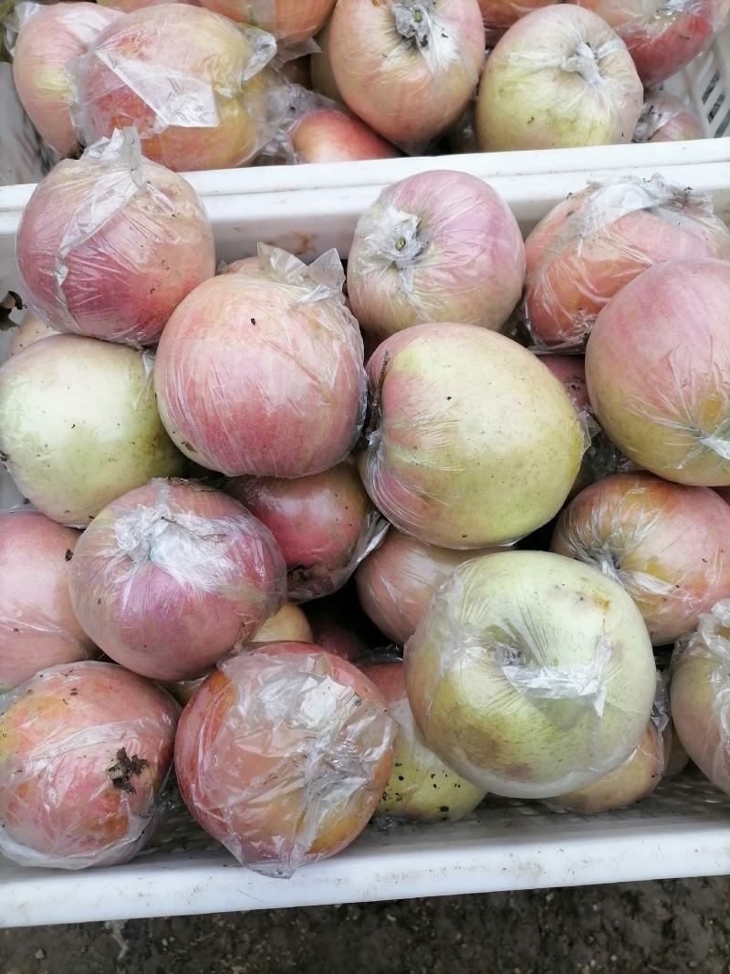 菏泽苹果红富士苹果自家果园生态种植口感脆甜