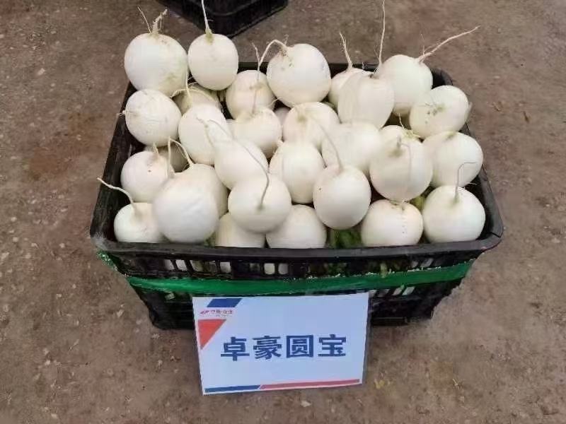 精品圆根箩卜，品象好。