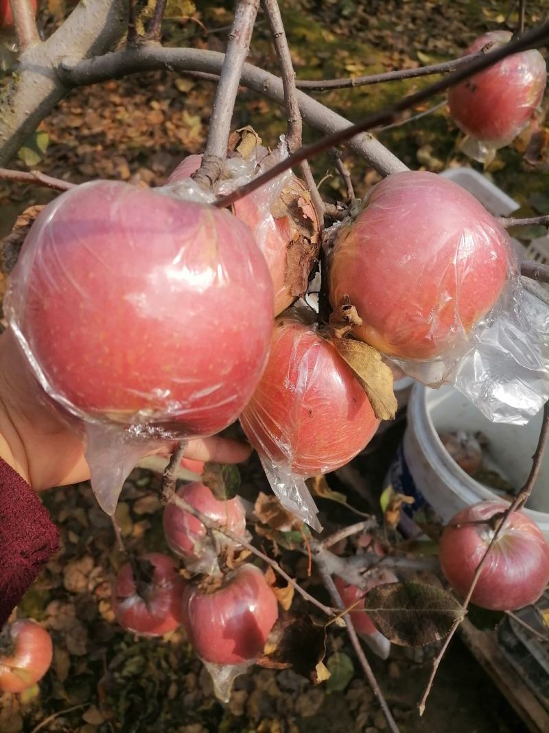 山东苹果红富士苹果自家果园生态种植口感纯甜欢迎详谈