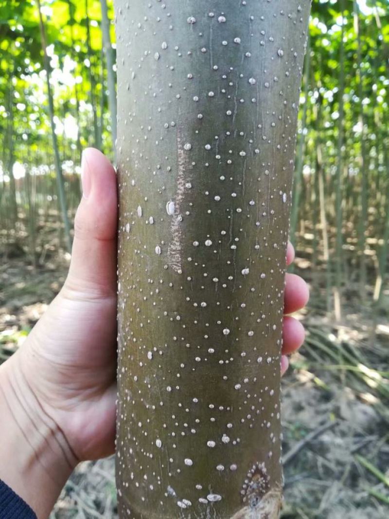 泡桐树苗500亩基地大量供应泡桐苗2-5公分-18公分