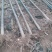 泡桐树苗500亩基地大量供应泡桐苗2-5公分-18公分