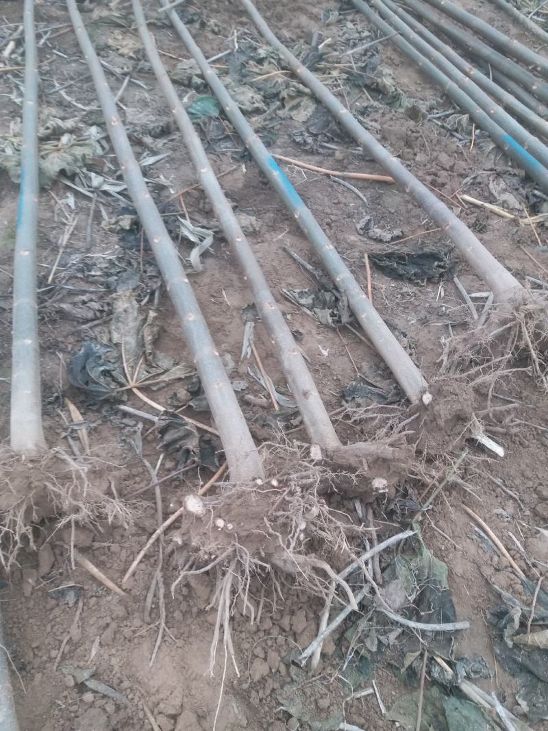泡桐树苗500亩基地大量供应泡桐苗2-5公分-18公分