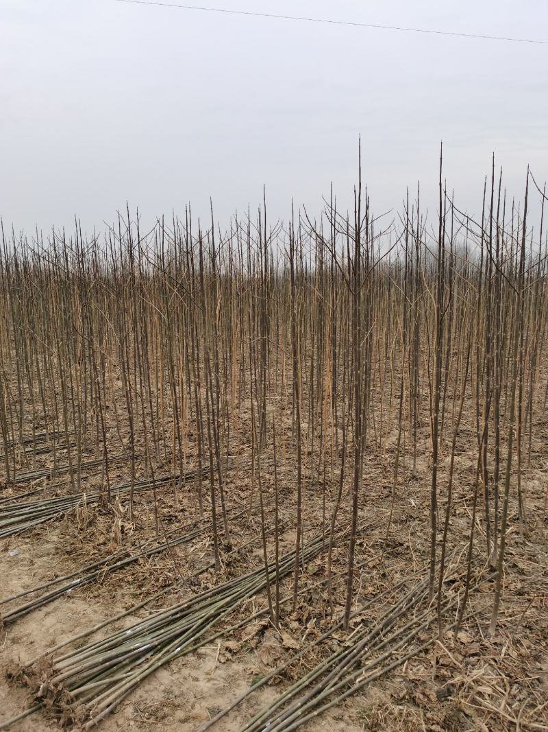 泡桐树苗500亩基地大量供应泡桐苗2-5公分-18公分
