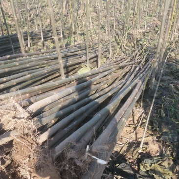 泡桐树苗500亩基地大量供应泡桐苗2-5公分-18公分