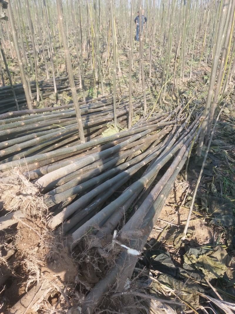 泡桐树苗500亩基地大量供应泡桐苗2-5公分-18公分