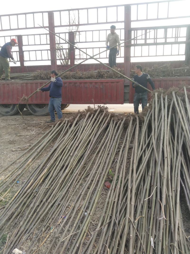 泡桐树苗500亩基地大量供应泡桐苗2-5公分-18公分