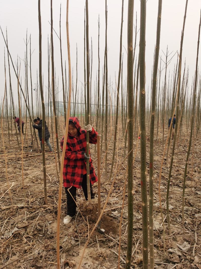 泡桐树苗500亩基地大量供应泡桐苗2-5公分-18公分