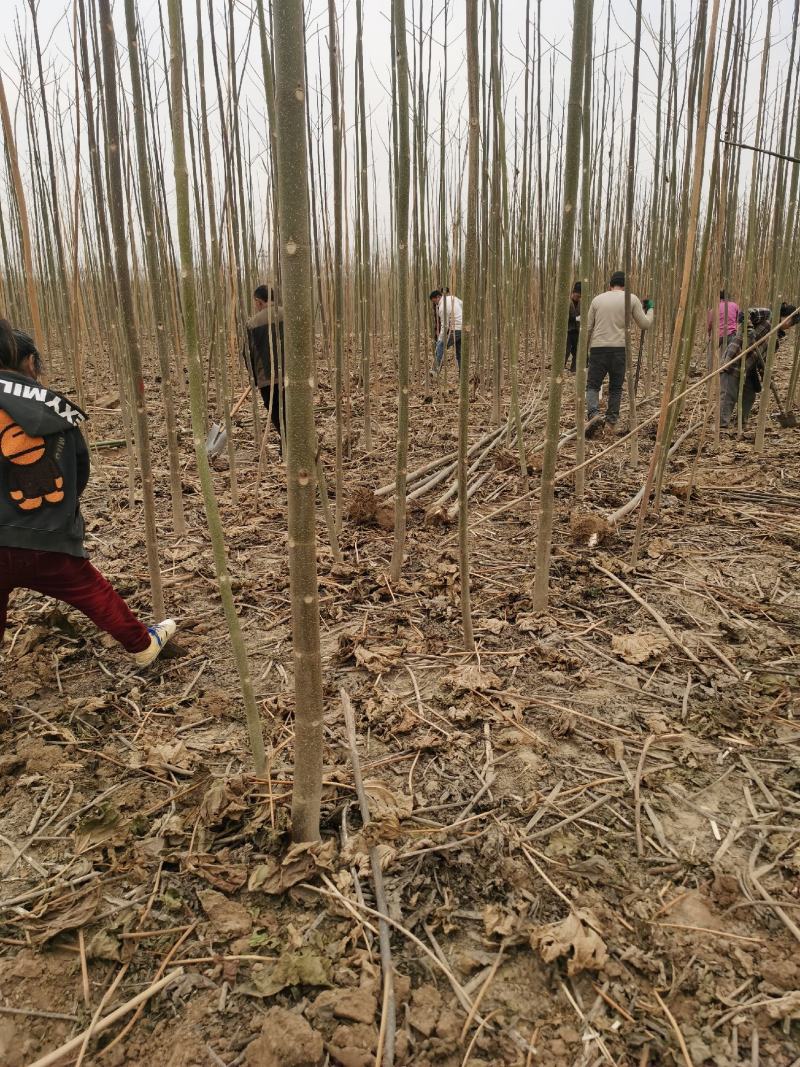 泡桐树苗500亩基地大量供应泡桐苗2-5公分-18公分