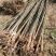 泡桐树苗500亩基地大量供应泡桐苗2-5公分-18公分