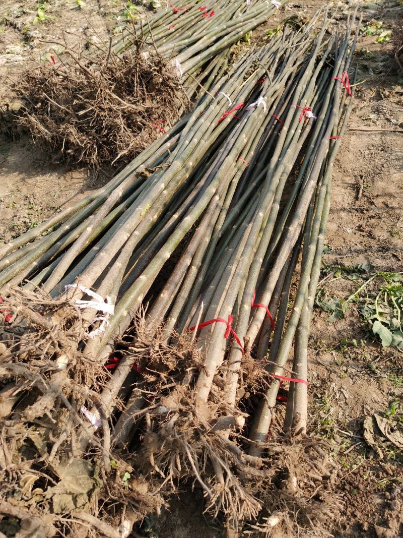泡桐树苗500亩基地大量供应泡桐苗2-5公分-18公分