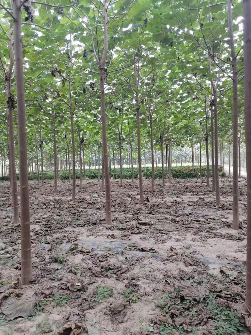 泡桐树苗500亩基地大量供应泡桐苗2-5公分-18公分