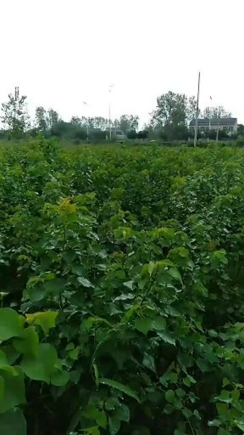 乌桕树苗
