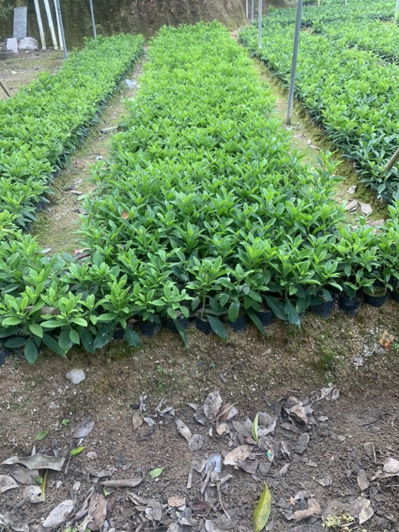 非洲茉莉20-30高3斤袋7斤袋欢迎前来咨询