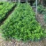 非洲茉莉20-30高3斤袋7斤袋欢迎前来咨询