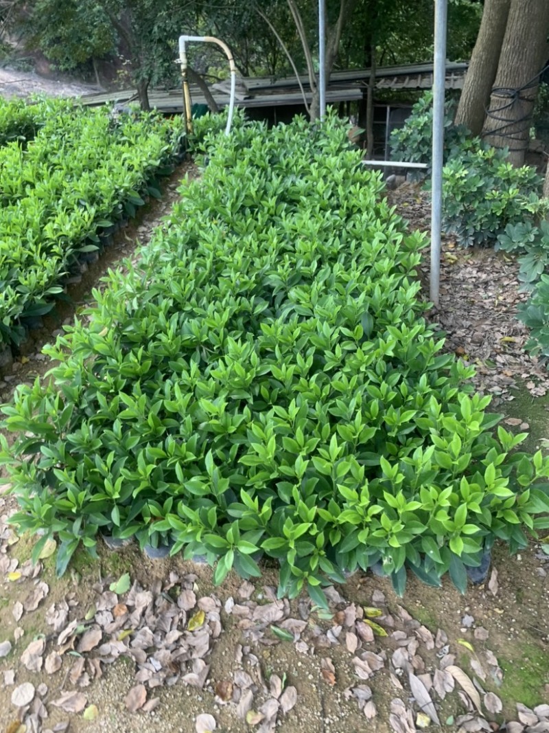 非洲茉莉20-30高3斤袋7斤袋欢迎前来咨询