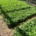 非洲茉莉20-30高3斤袋7斤袋欢迎前来咨询