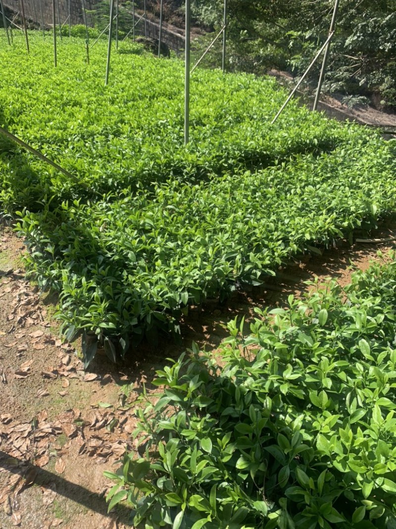 非洲茉莉20-30高3斤袋7斤袋欢迎前来咨询