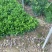 非洲茉莉20-30高3斤袋7斤袋欢迎前来咨询