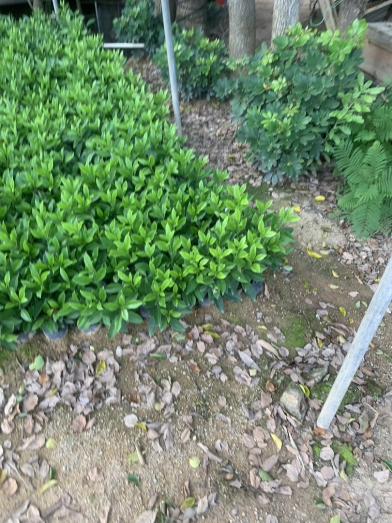 非洲茉莉20-30高3斤袋7斤袋欢迎前来咨询
