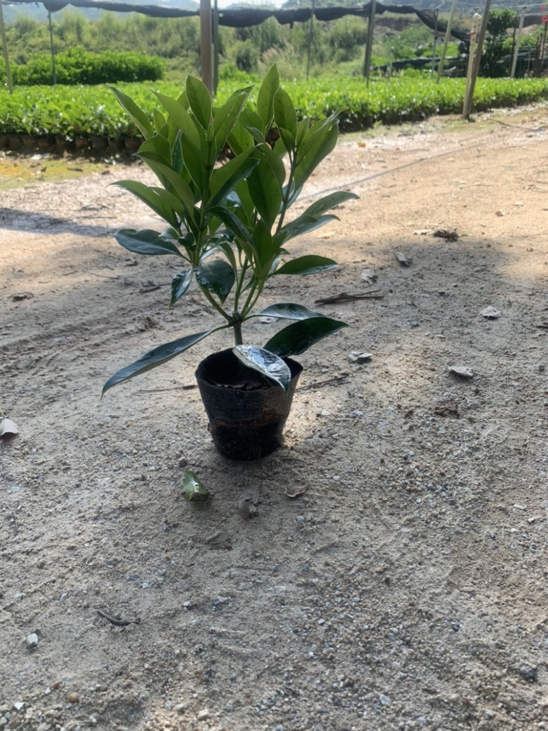 非洲茉莉20-30高3斤袋7斤袋欢迎前来咨询