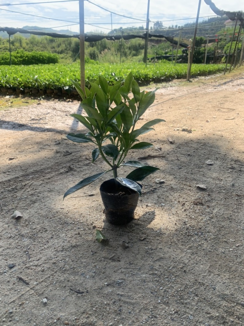 非洲茉莉20-30高3斤袋7斤袋欢迎前来咨询