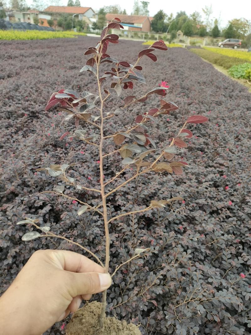 河南红花继木，红花继木，双面红，红继木，红花继木苗，继木