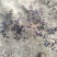 河南红花继木，红花继木，双面红，红继木，红花继木苗，继木
