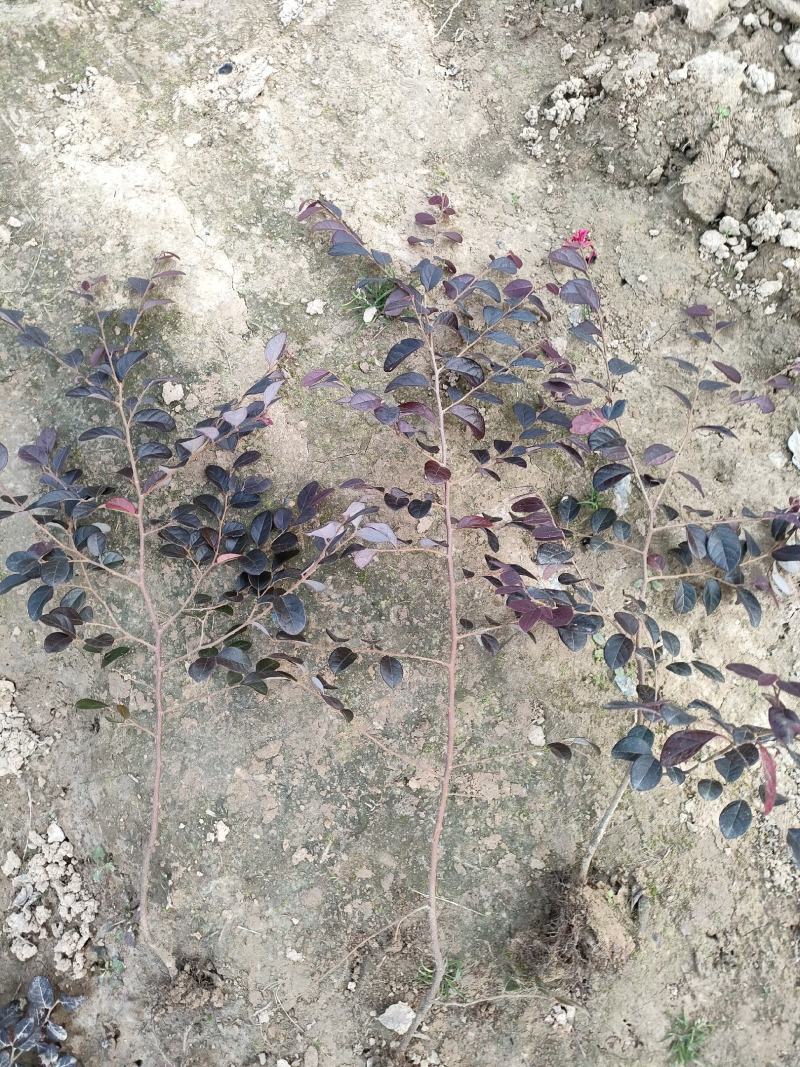河南红花继木，红花继木，双面红，红继木，红花继木苗，继木