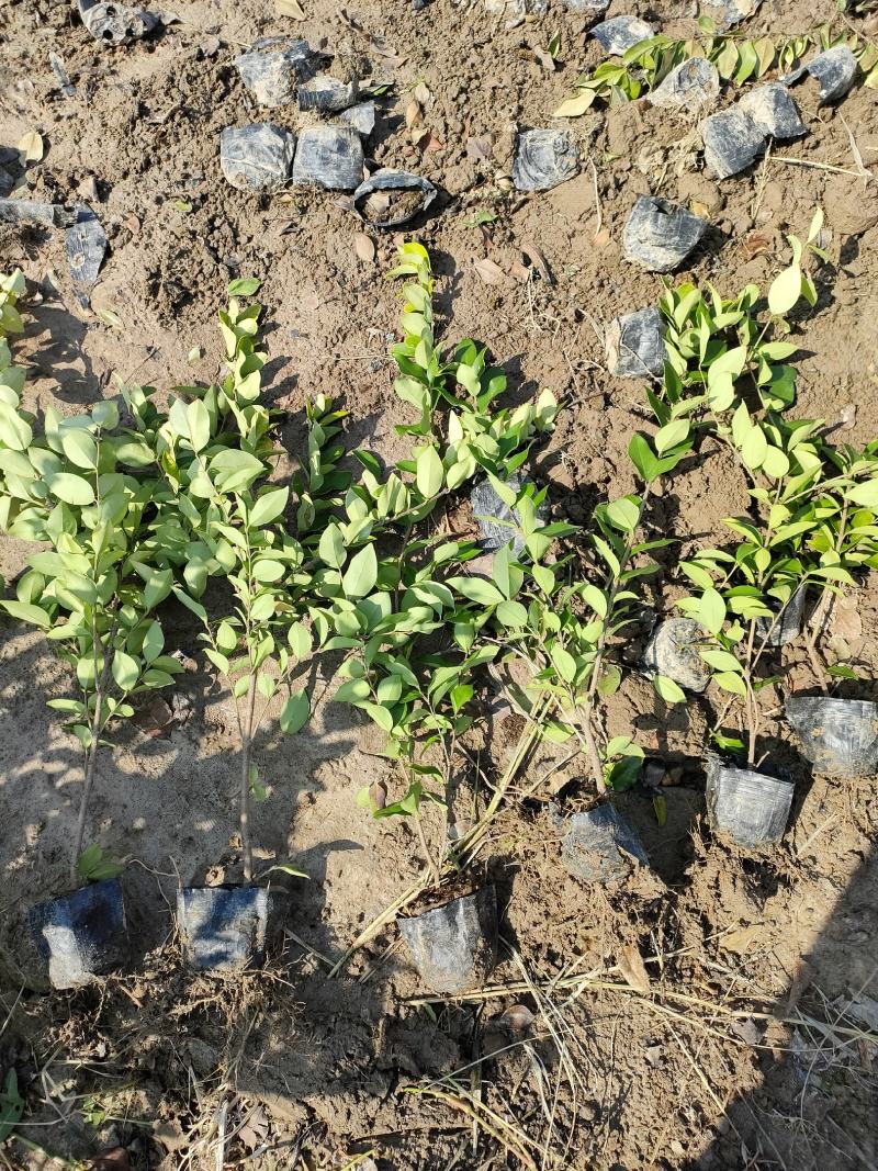 金森女贞，金森女贞工程苗，金森苗，女贞苗，女贞