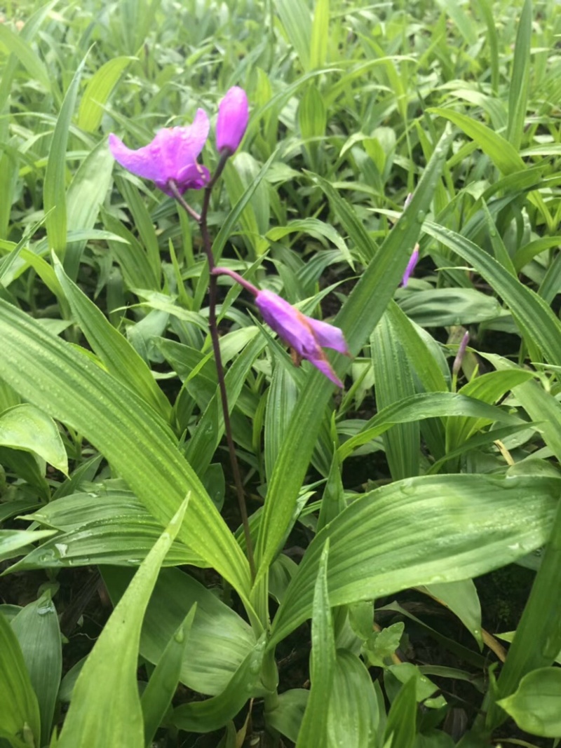 白芨种苗紫花三叉白芨苗白芨苗批发商包技术白芨苗