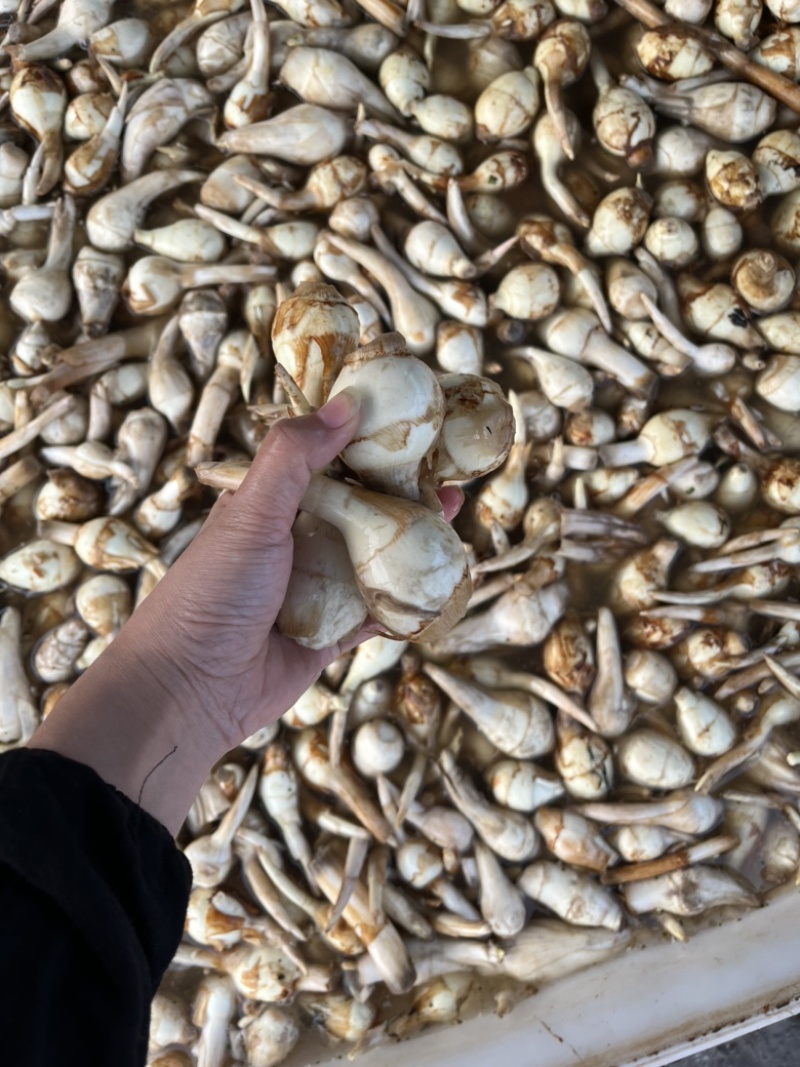 慈菇颜色白亮，圆润，供应量大，全国发货
