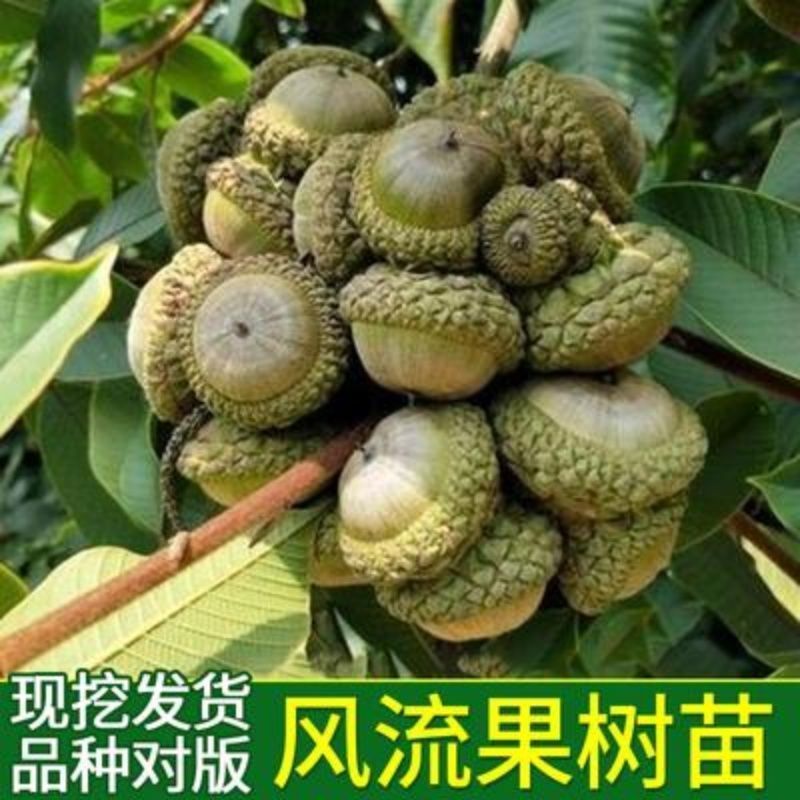 广西风流果苗又名壮阳果苗益肾子果苗直生苗可带杯苗