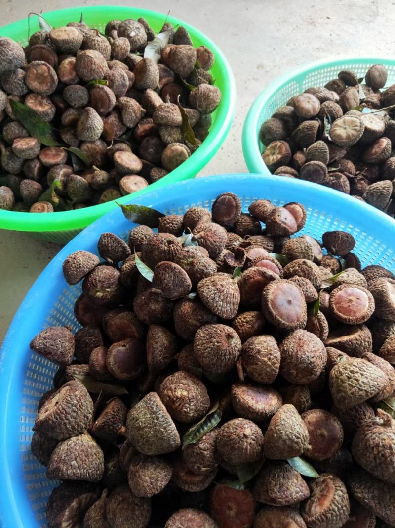 广西风流果苗又名壮阳果苗益肾子果苗直生苗可带杯苗
