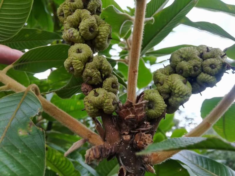 广西风流果苗又名壮阳果苗益肾子果苗直生苗可带杯苗
