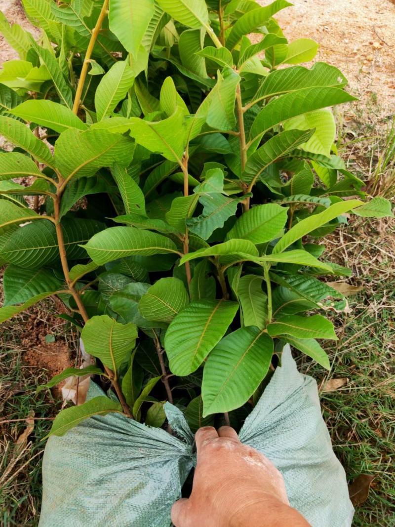 广西风流果苗又名壮阳果苗益肾子果苗直生苗可带杯苗
