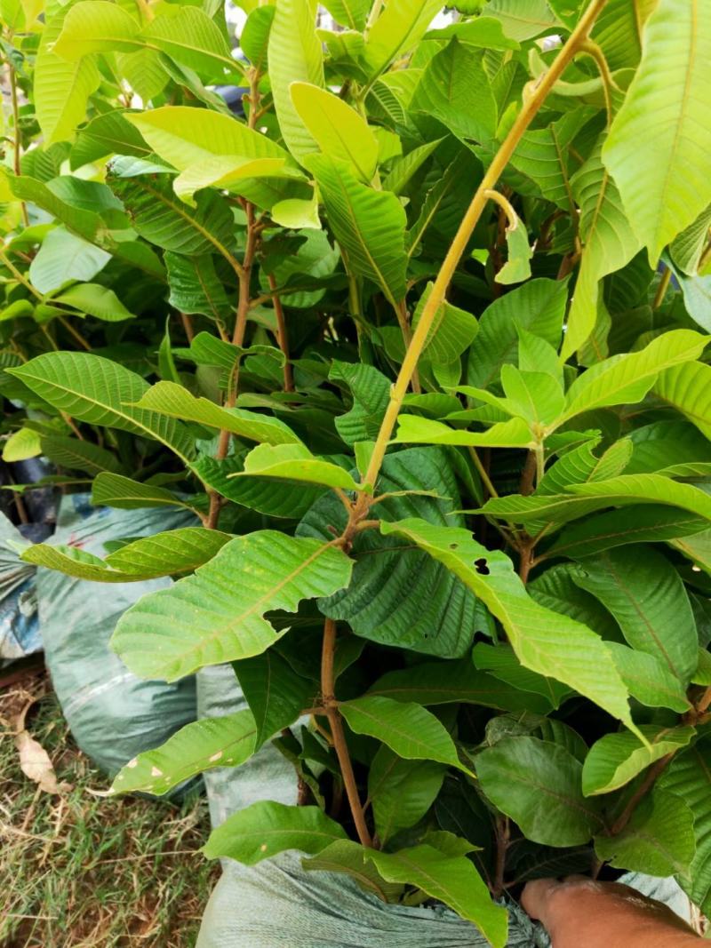 广西风流果苗又名壮阳果苗益肾子果苗直生苗可带杯苗