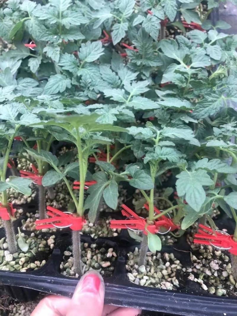 越冬早春大红西红柿苗硬果齐达利番茄苗早春越夏高抗病