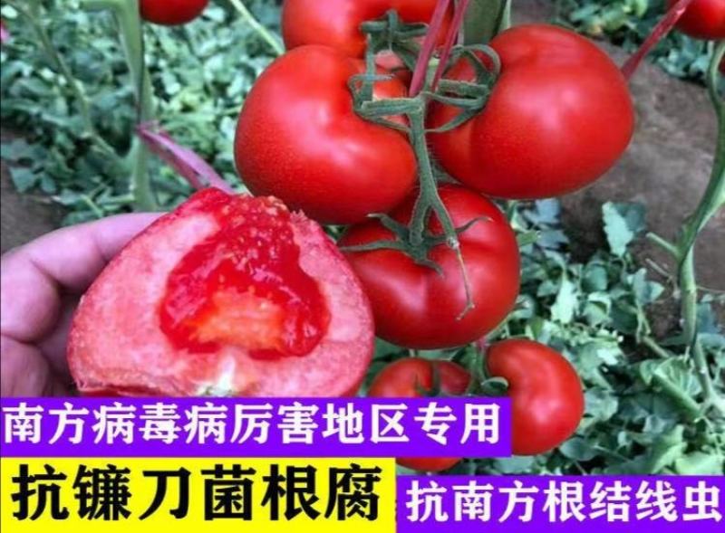 越冬早春大红西红柿苗硬果齐达利番茄苗早春越夏高抗病