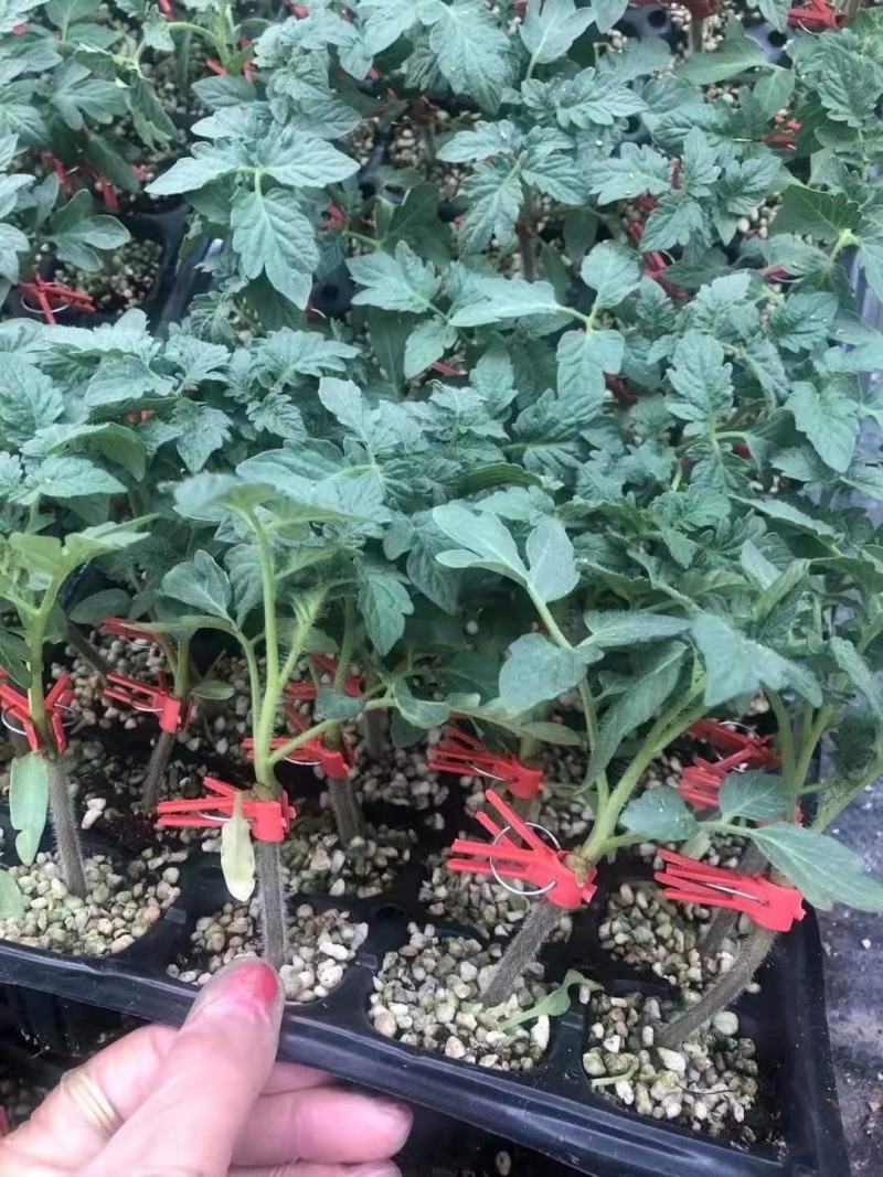越冬早春大红西红柿苗硬果齐达利番茄苗早春越夏高抗病