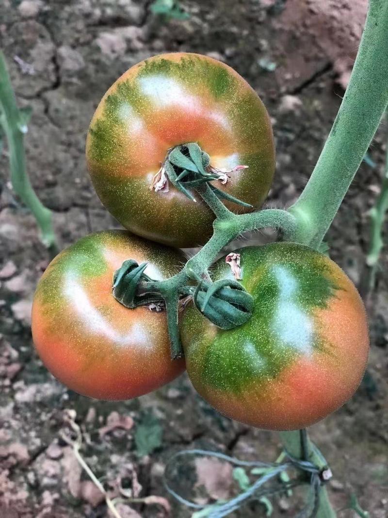 绿肩口感西红柿苗大中小果草莓番茄苗碱地草莓番茄