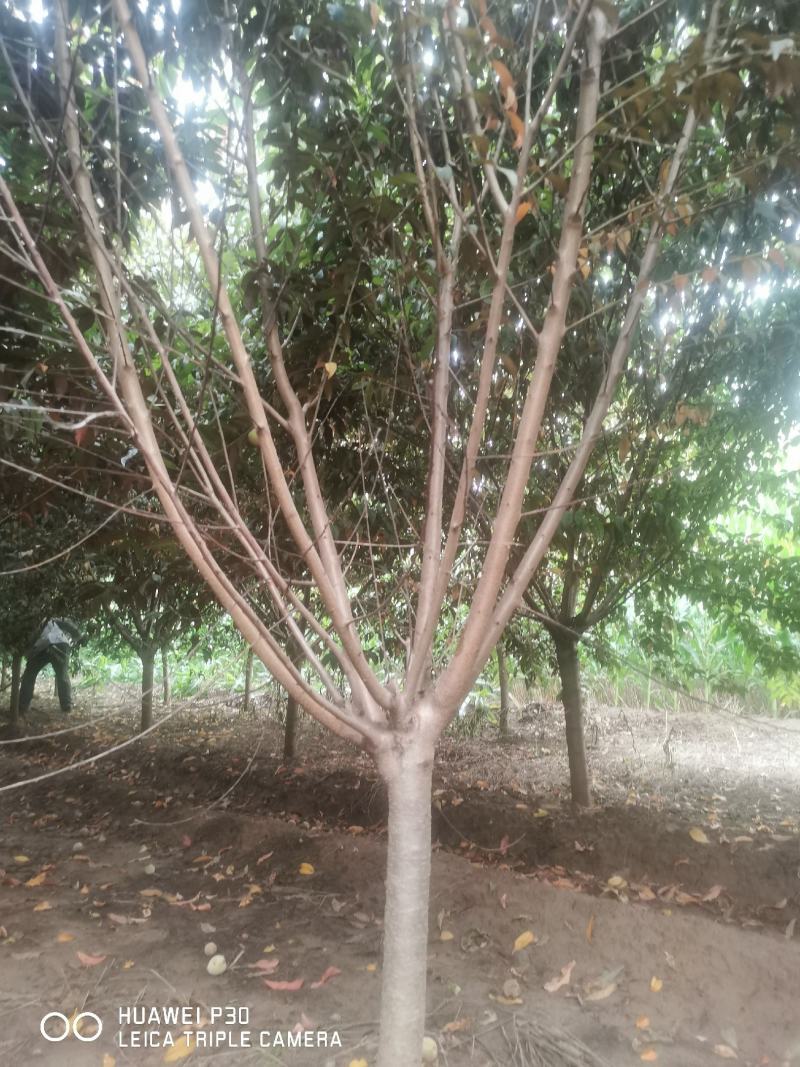 红叶碧桃，树形好，颜色正，土质好，杆直冒圆，是绿化中的种