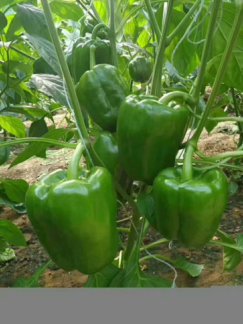 辣椒种苗太空椒苗果实大肉厚口感好产量高寿光育苗厂