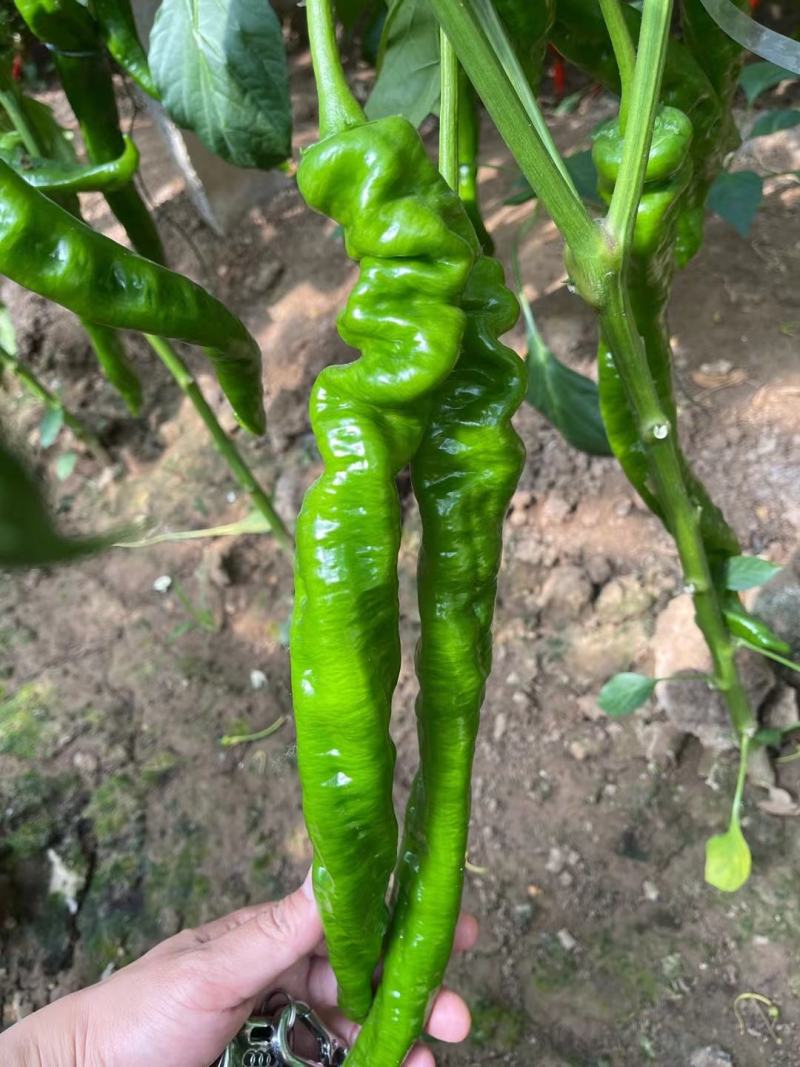 华美105大果螺丝椒陇椒苗瑞克斯旺螺丝椒苗青龙大螺丝
