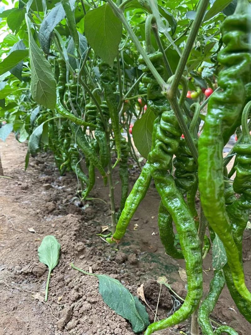 华美105大果螺丝椒陇椒苗瑞克斯旺螺丝椒苗青龙大螺丝