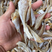 北海特产小鱼干白菇鱼玉角、红娘鱼海鲜干货