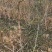 冬枣树苗，沾化冬枣树苗价格合理山西运城