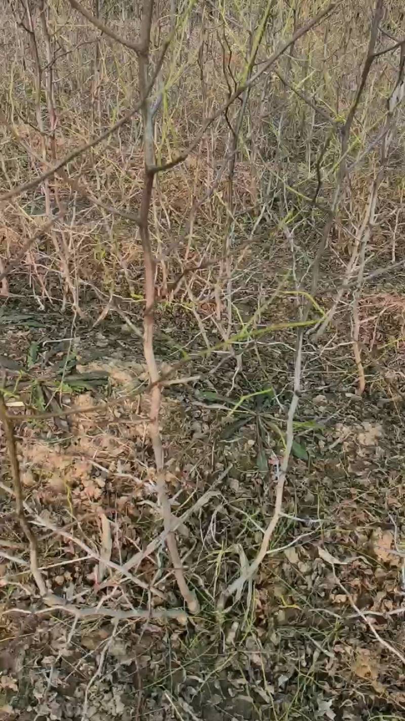 冬枣树苗，沾化冬枣树苗价格合理山西运城