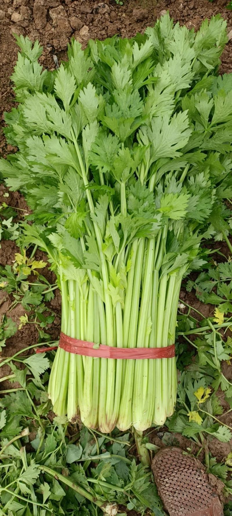 芹菜山东西芹芹菜上市中，优质细棵.中棵菜做工精细
