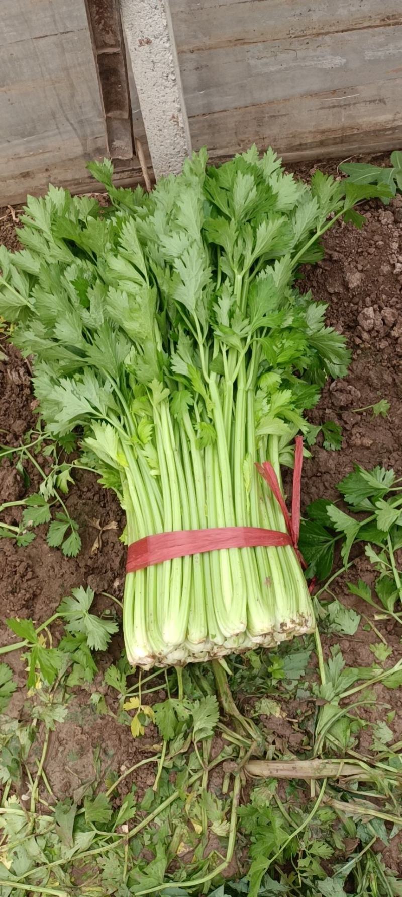 芹菜山东西芹芹菜上市中，优质细棵.中棵菜做工精细
